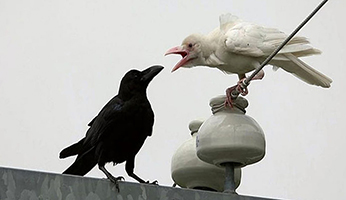 Στο Φως της Εξέλιξης (Νέο) ΕΠ4.1